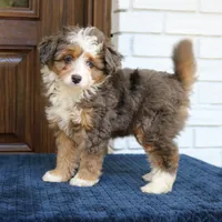 Scout, a male Miniature Bernedoodle for sale in Narvon, PA – 6 of 8
