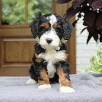 Clover, a female Cavapoo for sale in Narvon, PA – 3 of 9