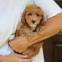 Nelly, a female Goldendoodle for sale in Narvon, PA – 5 of 9