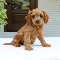 Martin, a male Cavapoo for sale in Narvon, PA – 3 of 7