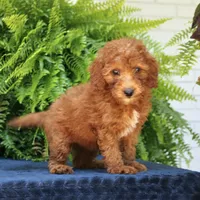 Nala, a female Goldendoodle for sale in Narvon, PA – 6 of 9