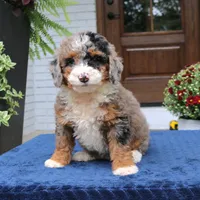 Lexi, a female Bernedoodle for sale in Narvon, PA – 2 of 9