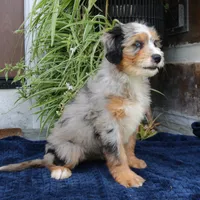 Pearl, a female Miniature Bernedoodle for sale in Narvon, PA – 8 of 10