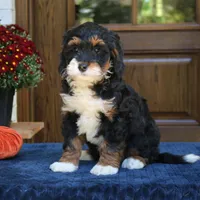 Grace, a female Bernedoodle for sale in Narvon, PA – 5 of 6