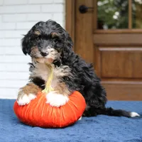 Phoebe, a female Miniature Bernedoodle for sale in Narvon, PA – 5 of 6