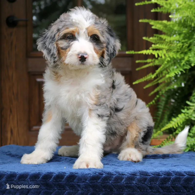 Ranger – Bernedoodle puppy for sale in Narvon, PA