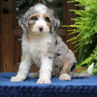 Ranger, a male Bernedoodle for sale in Narvon, PA – 1 of 8