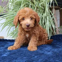 Honey, a female Goldendoodle for sale in Narvon, PA – 4 of 6