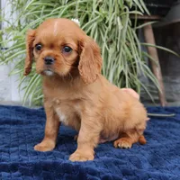 Jordan, a male Cavalier King Charles Spaniel for sale in Narvon, PA – 3 of 6