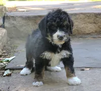 Gina   Mini f2b, a female Miniature Bernedoodle for sale in Narvon, PA – 7 of 8
