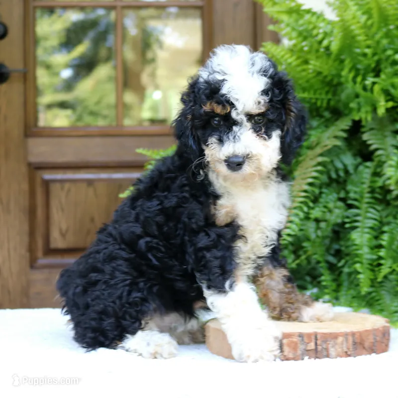 Birdie – Bernedoodle puppy for sale in Narvon, PA