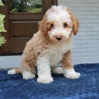 Zuke, a male Bernedoodle for sale in Narvon, PA – 3 of 5