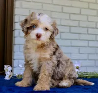 Wendy mini f1bb, a female Miniature Bernedoodle for sale in Narvon, PA – 1 of 5