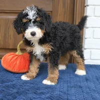 Shadow, a male Miniature Bernedoodle for sale in Narvon, PA – 2 of 9