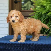 Nash, a male Goldendoodle for sale in Narvon, PA – 2 of 8
