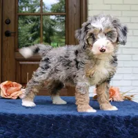Edgar, a male Miniature Bernedoodle for sale in Narvon, PA – 3 of 5