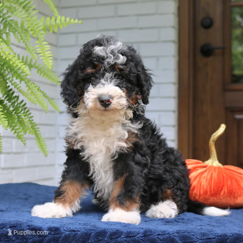Piper – Miniature Bernedoodle puppy for sale in Narvon, PA