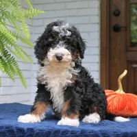 Piper, a male Miniature Bernedoodle for sale in Narvon, PA – 1 of 7