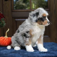 Gigi, a female Bernedoodle for sale in Narvon, PA – 4 of 9