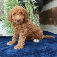 Hugo, a male Goldendoodle for sale in Narvon, PA – 5 of 6