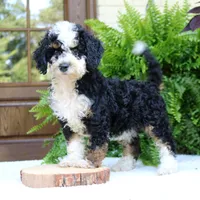 Birdie, a female Bernedoodle for sale in Narvon, PA – 6 of 7