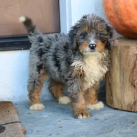 Bubbles, a female Miniature Bernedoodle for sale in Narvon, PA – 4 of 6