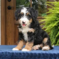 Ringo, a male Bernedoodle for sale in Narvon, PA – 5 of 10