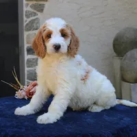 Sasha, a female Goldendoodle for sale in Narvon, PA – 3 of 10