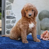 Desmond, a male Goldendoodle for sale in Narvon, PA – 4 of 5