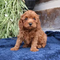 Kings, a male Cavapoo for sale in Narvon, PA – 3 of 5
