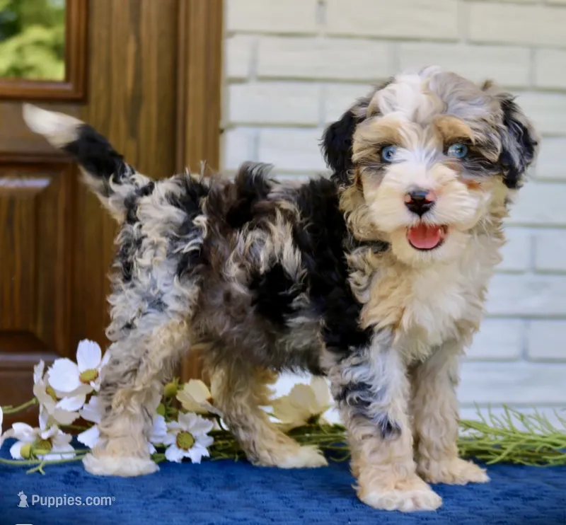 Willow mini f1bb – Miniature Bernedoodle puppy for sale in Narvon, PA