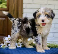 Willow mini f1bb, a female Miniature Bernedoodle for sale in Narvon, PA – 1 of 6