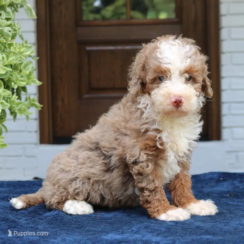Levi – Bernedoodle puppy for sale in Narvon, PA