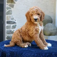 Scout, a male Goldendoodle for sale in Narvon, PA – 3 of 6