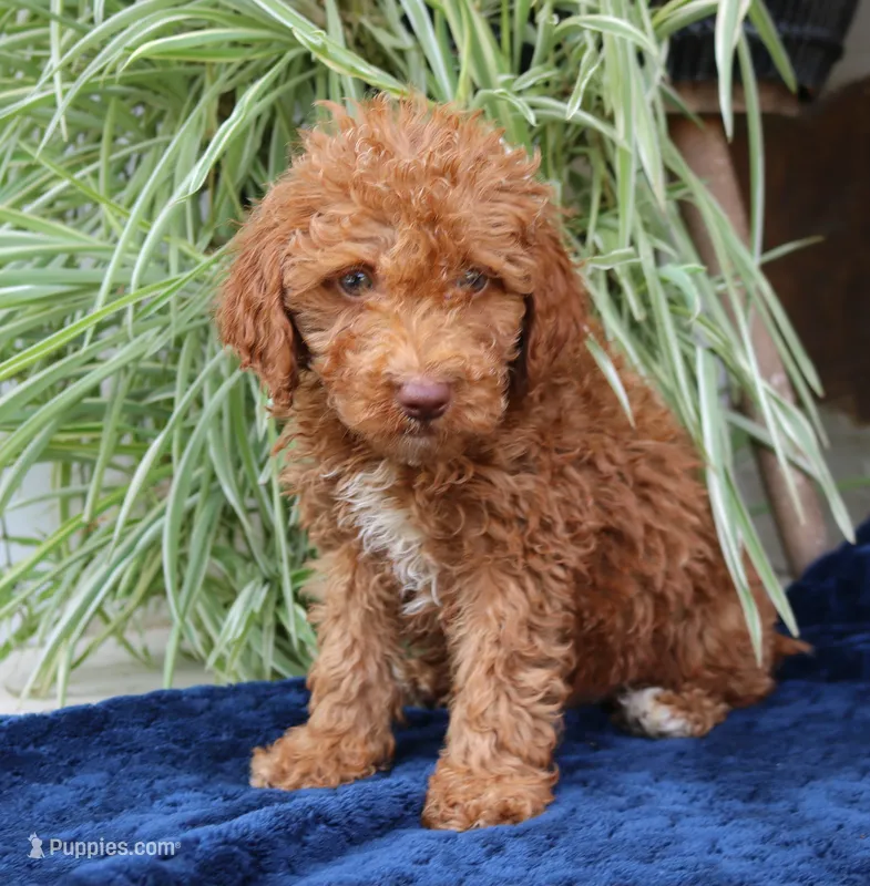 Harvey – Goldendoodle puppy for sale in Narvon, PA