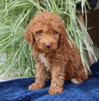 Harvey, a male Goldendoodle for sale in Narvon, PA – 1 of 4