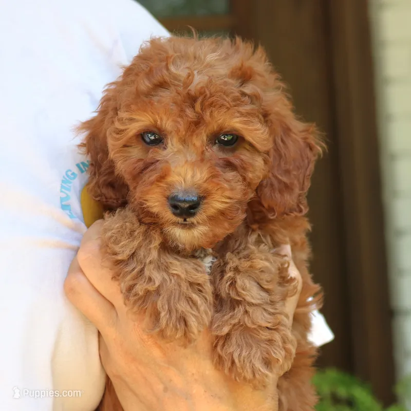 Nala – Goldendoodle puppy for sale in Narvon, PA