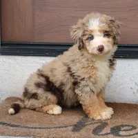 Polly, a female Miniature Bernedoodle for sale in Narvon, PA – 1 of 9