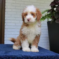 Baxter, a male Bernedoodle for sale in Narvon, PA – 5 of 10