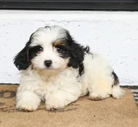 Sage , a female Cavapoo for sale in Narvon, PA – 4 of 6