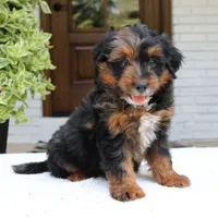 Leo, a male Bernedoodle for sale in Narvon, PA – 3 of 6