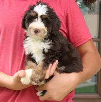 Paisley, a female Miniature Bernedoodle for sale in Narvon, PA – 3 of 7