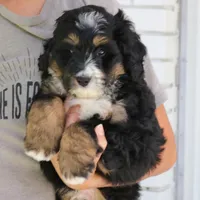 Gizmo, a male Bernedoodle for sale in Narvon, PA – 3 of 6