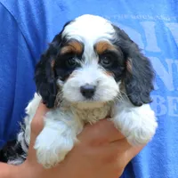 Cora, a female Cavapoo for sale in Narvon, PA – 4 of 6