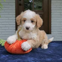 Moose, a male Miniature Bernedoodle for sale in Narvon, PA – 8 of 8