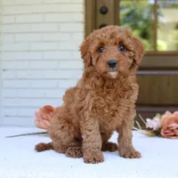 Joy, a female Cavapoo for sale in Narvon, PA – 2 of 6