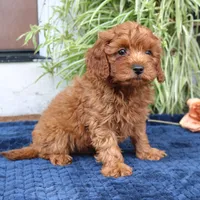 Kings, a male Cavapoo for sale in Narvon, PA – 5 of 5