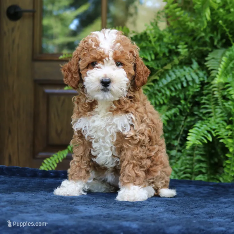 Jolene – Cavapoo puppy for sale in Narvon, PA