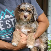 Rocky, a male Bernedoodle for sale in Narvon, PA – 6 of 7