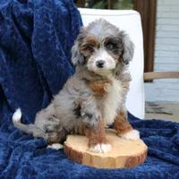 Diana, a female Miniature Bernedoodle for sale in Narvon, PA – 4 of 7